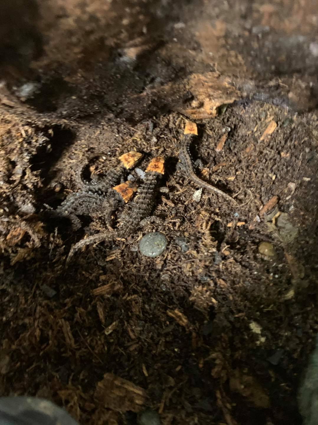 Red Eyed Crocodile skink