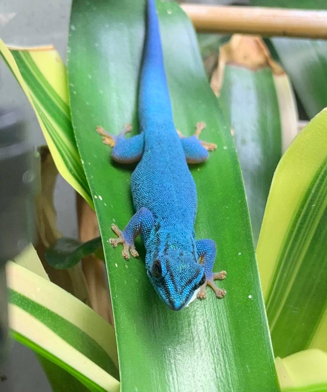 Electric Blue gecko