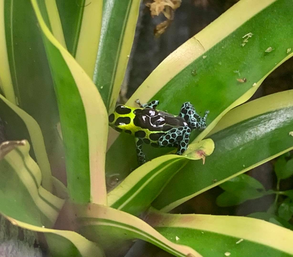Ranitomeya variabilis 'Southern'