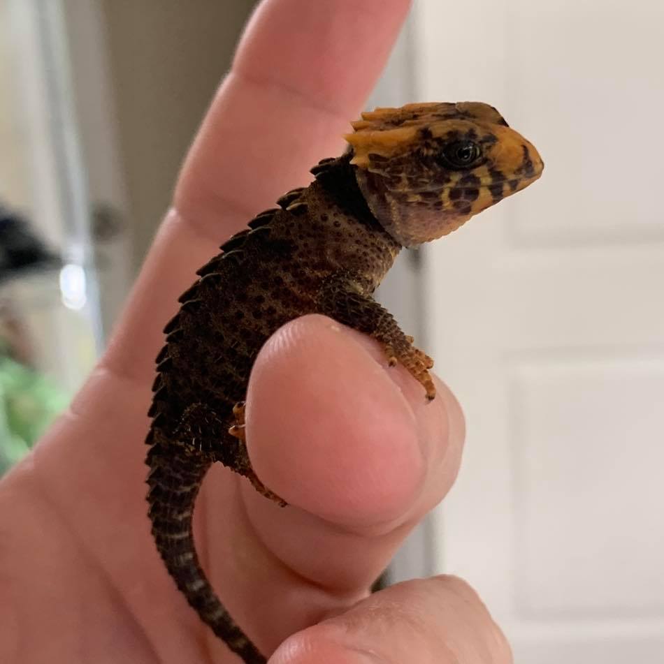 Red Eyed Crocodile skink