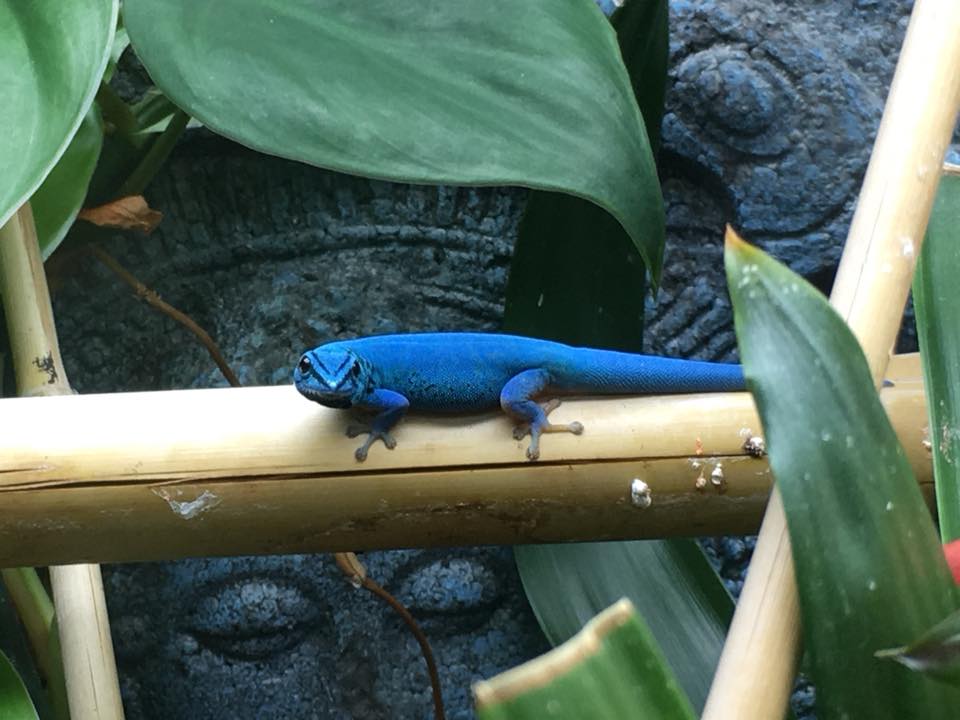 Electric Blue gecko
