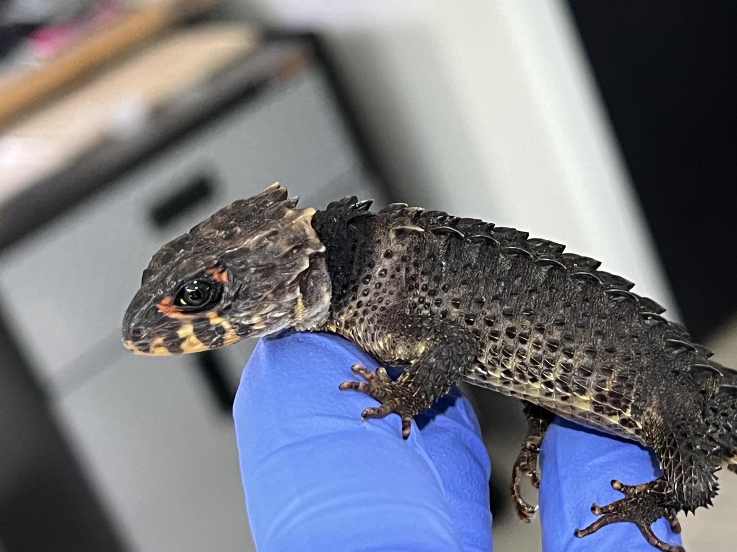 Red Eyed Crocodile skink