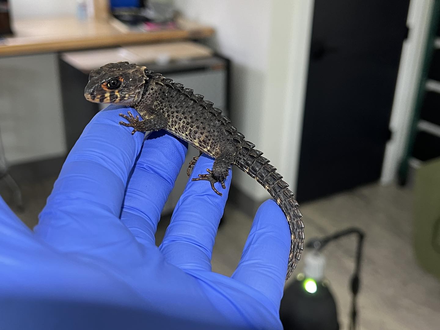 Red Eyed Crocodile skink