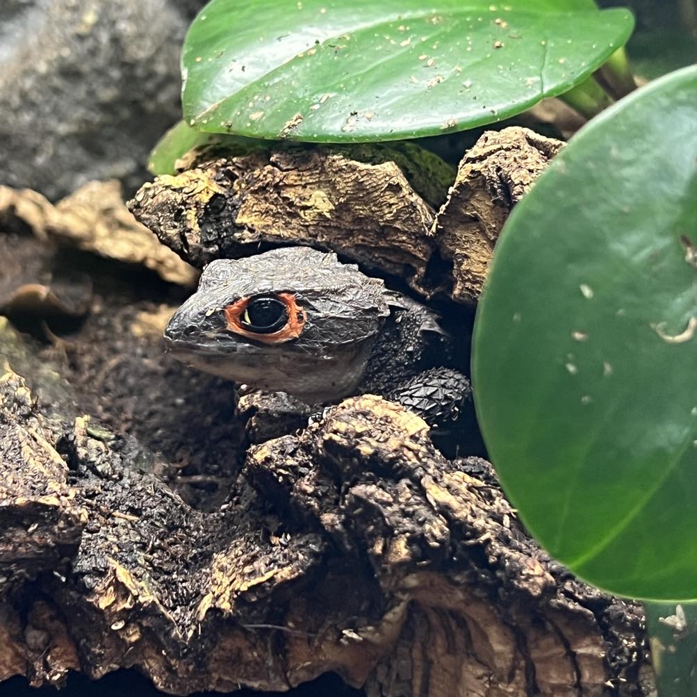 Red Eyed Crocodile skink