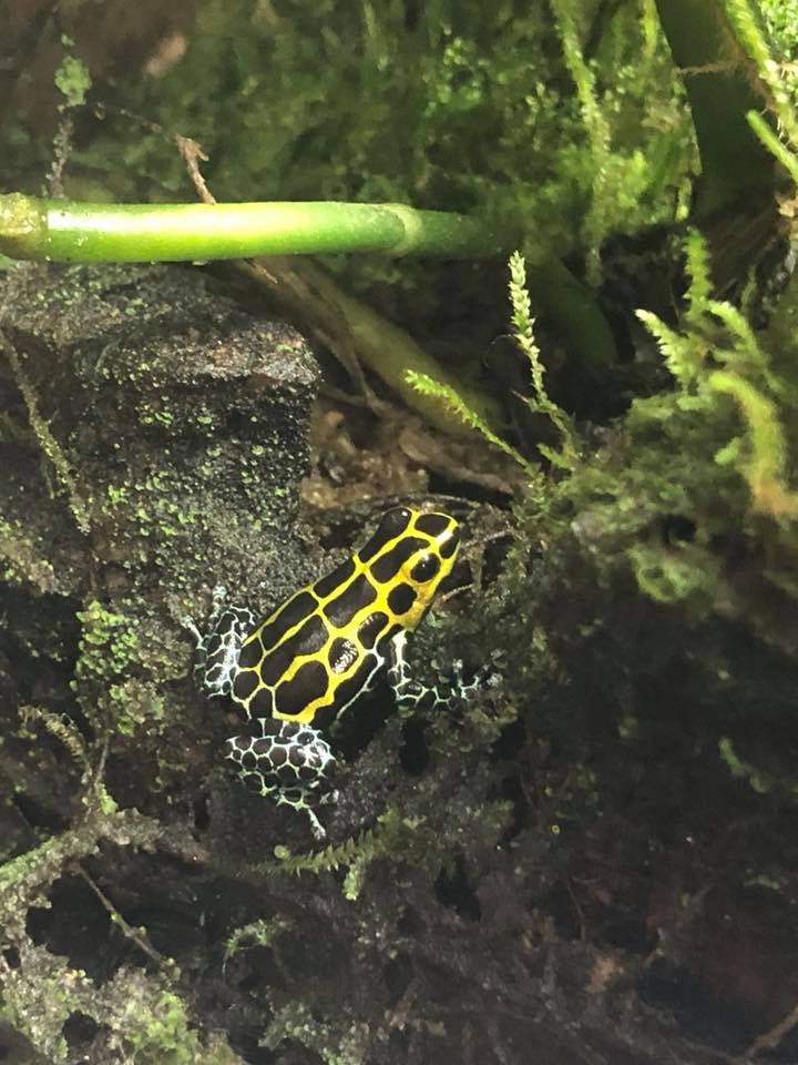 Ranitomeya variabilis 'Southern'