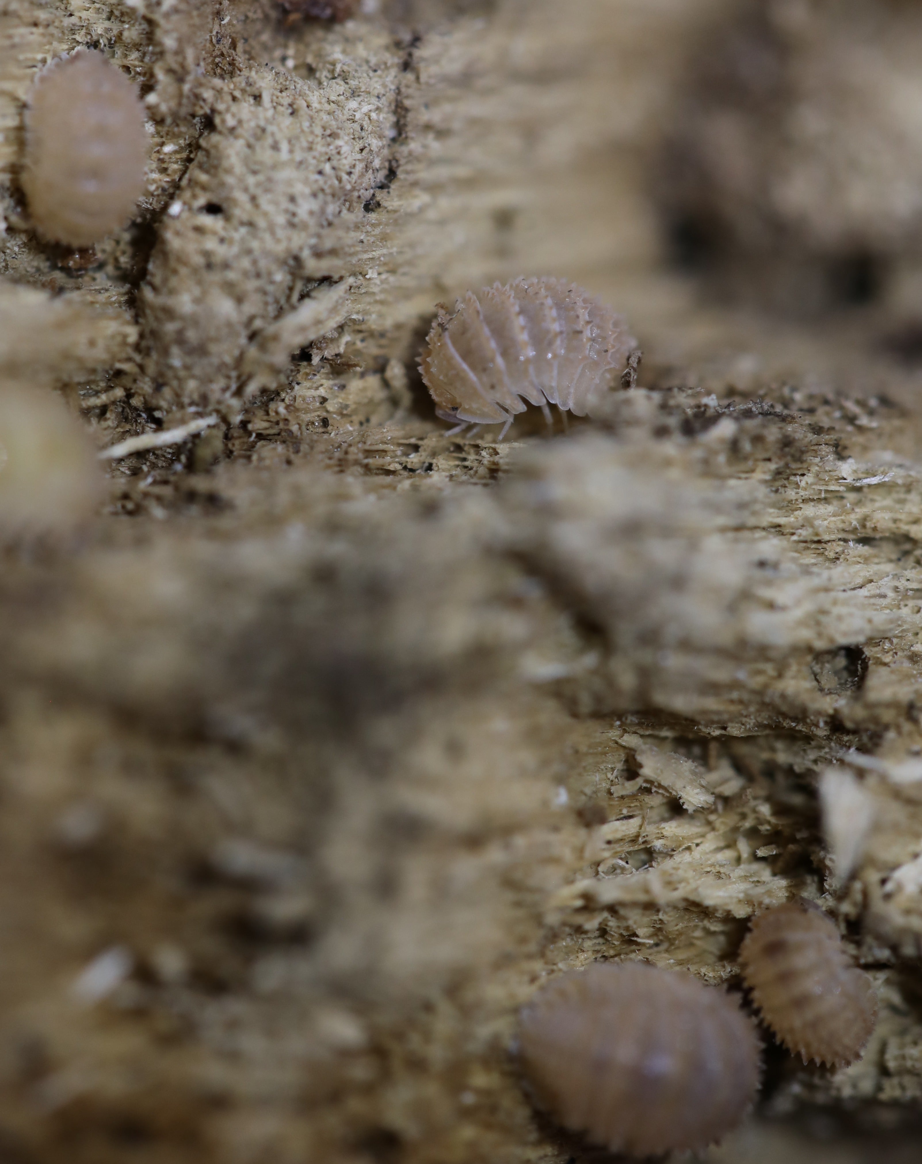 Pineapple Isopod