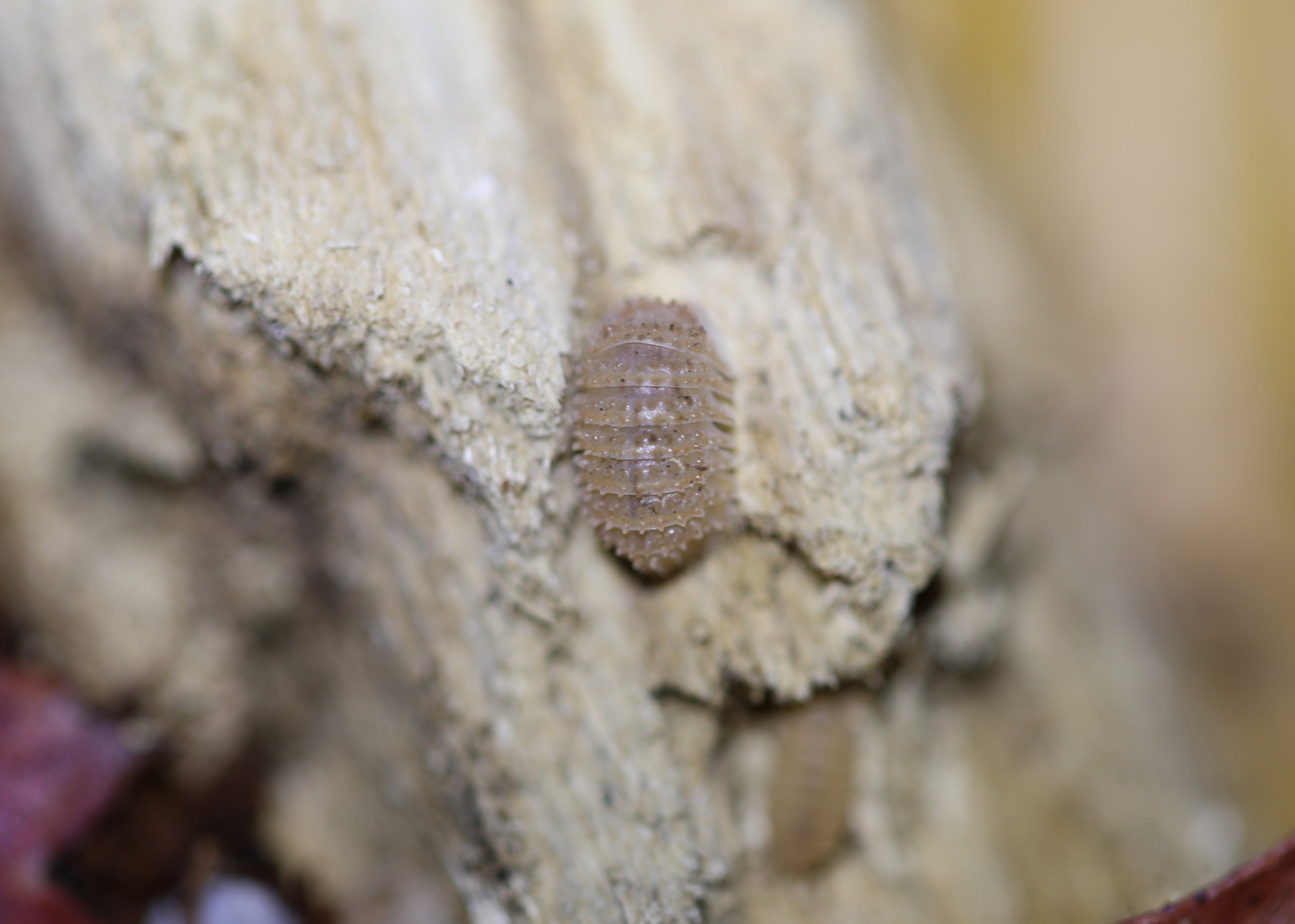 Pineapple Isopod