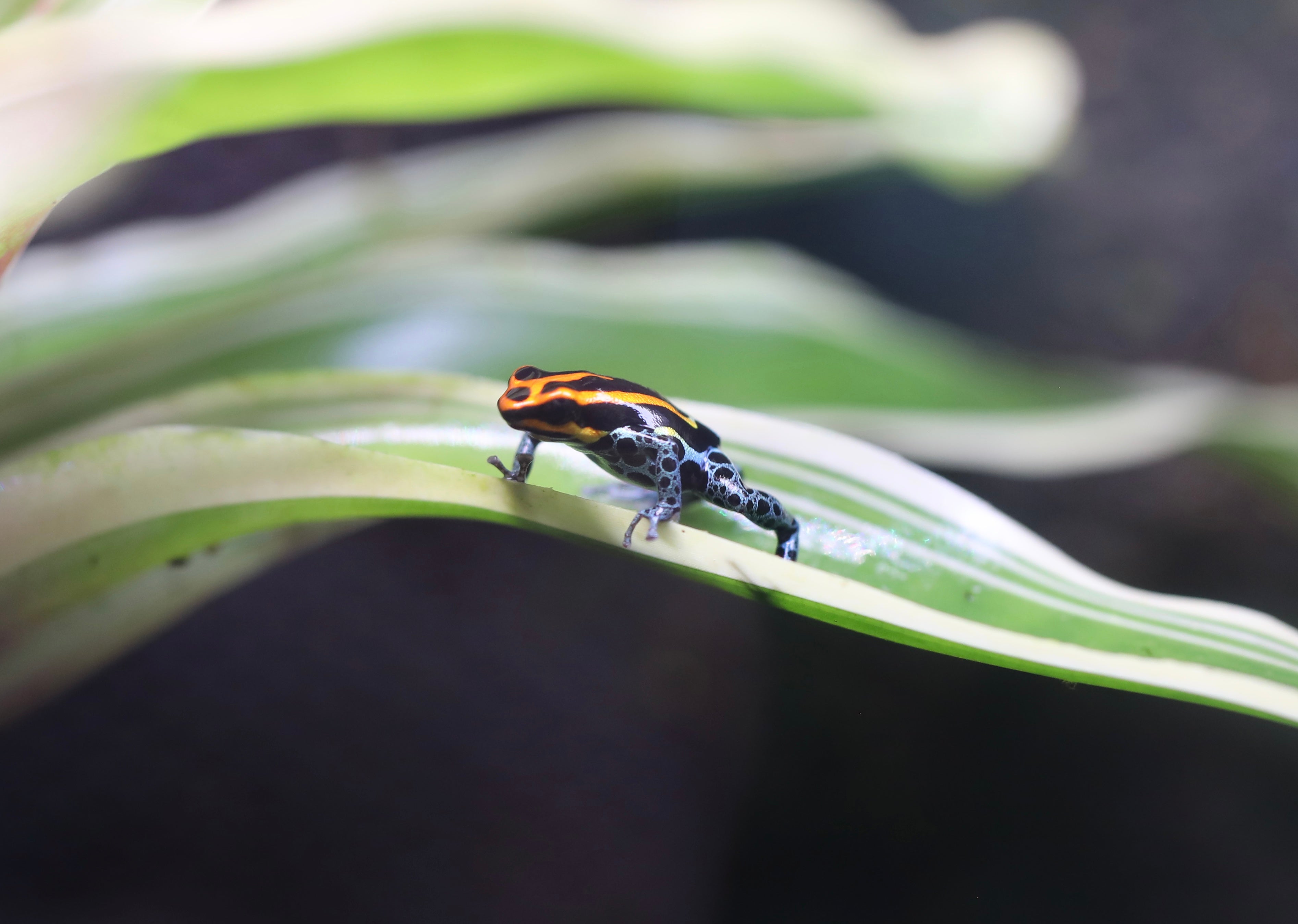Ranitomeya amazonica 'Iquitos'
