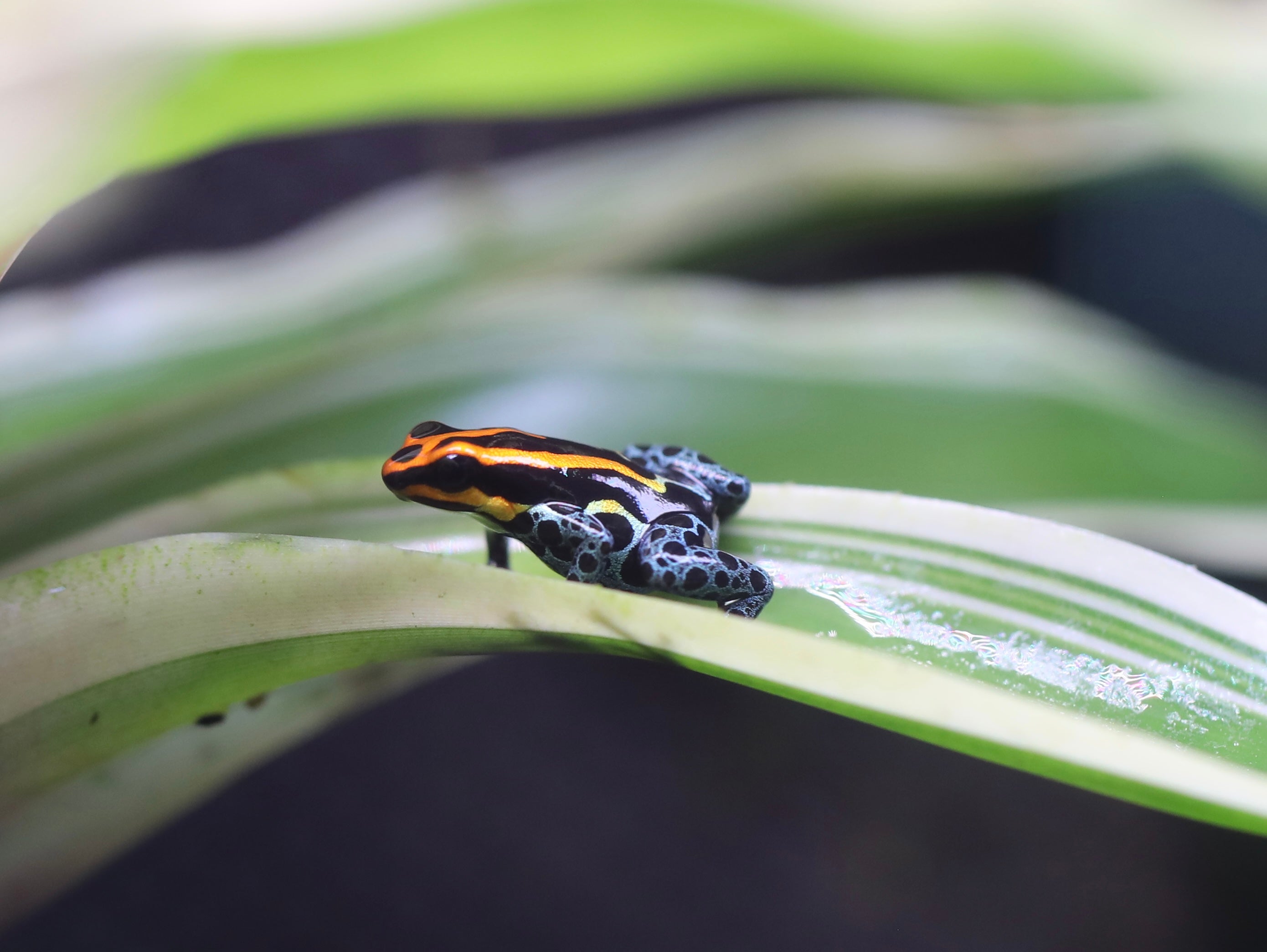 Ranitomeya amazonica 'Iquitos'