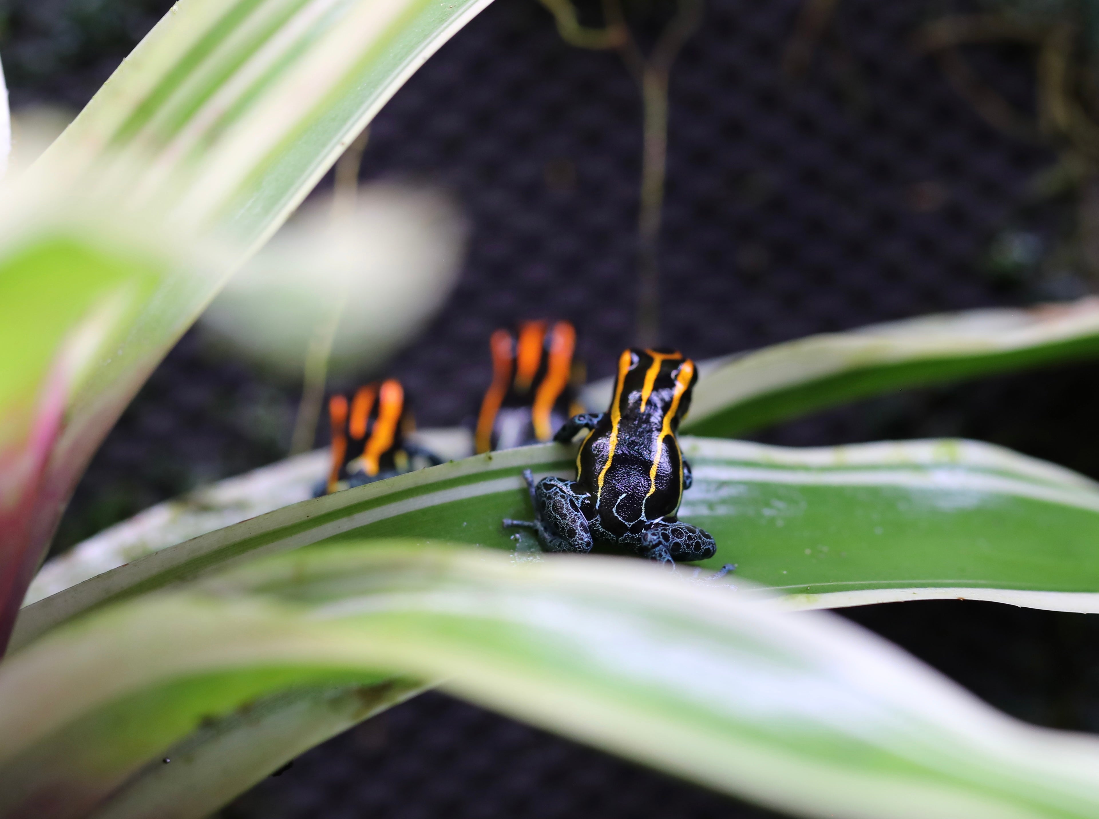Ranitomeya amazonica 'Iquitos'