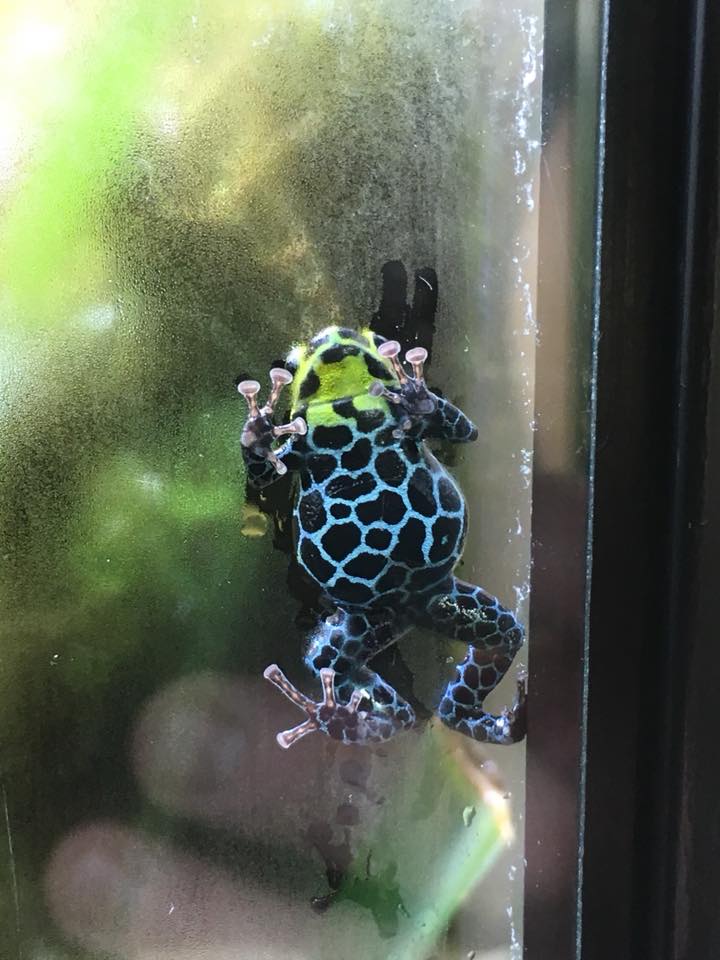 Ranitomeya variabilis 'Southern'