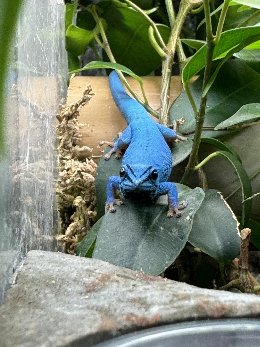 Electric Blue gecko