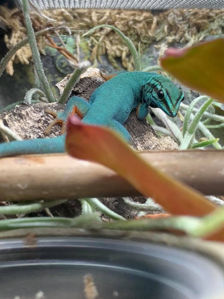 Electric Blue gecko