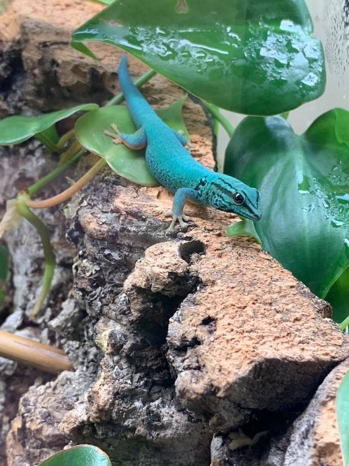 Electric Blue gecko