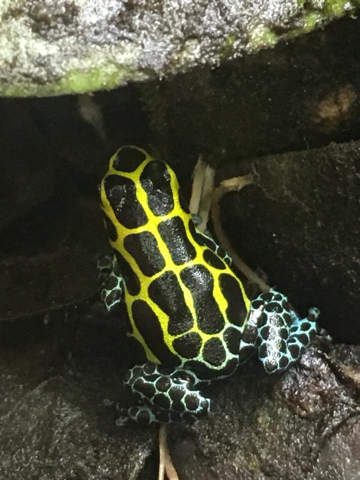 Ranitomeya variabilis 'Southern'