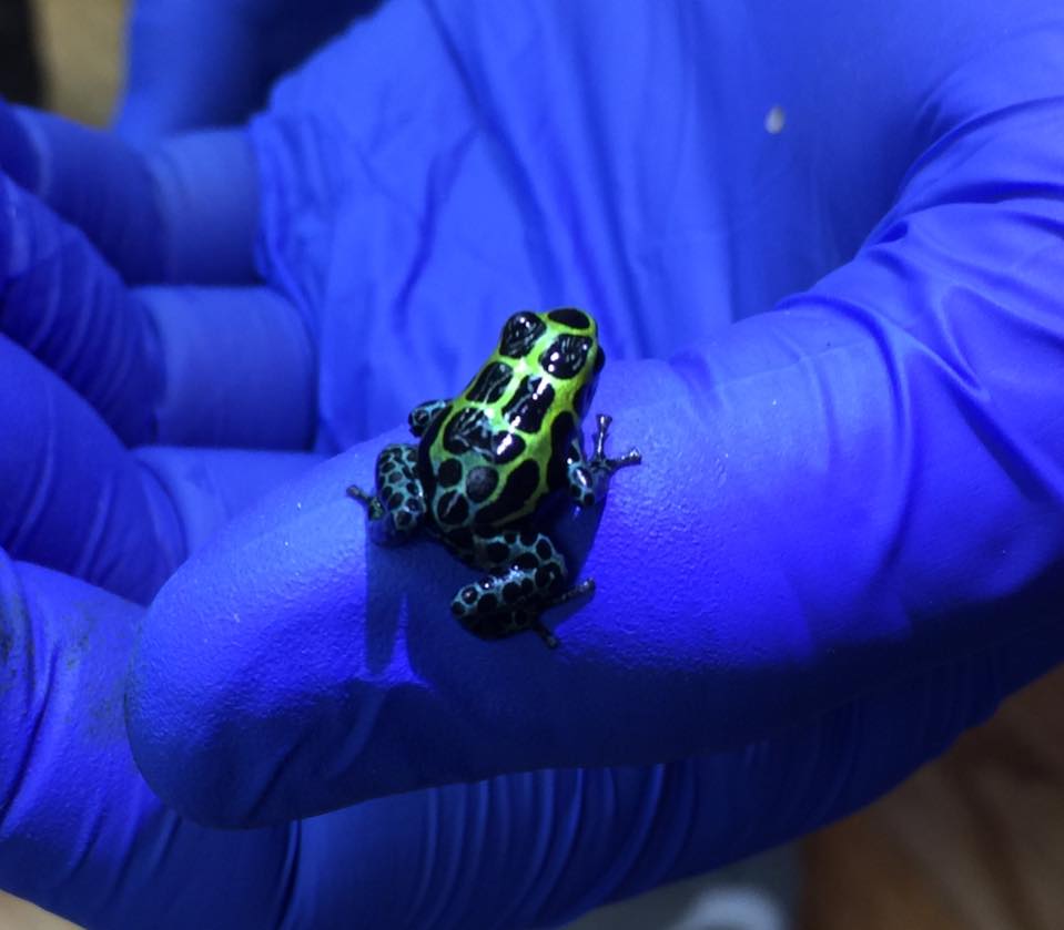 Ranitomeya variabilis 'Southern'