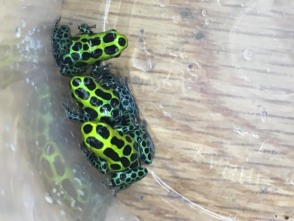 Ranitomeya variabilis 'Southern'