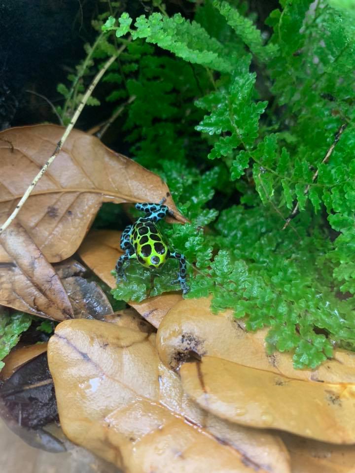 Ranitomeya variabilis 'Southern'