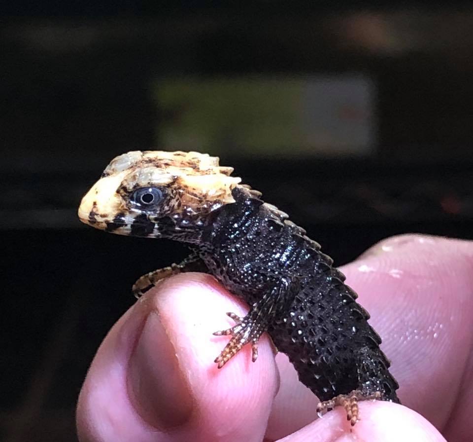 Red Eyed Crocodile skink