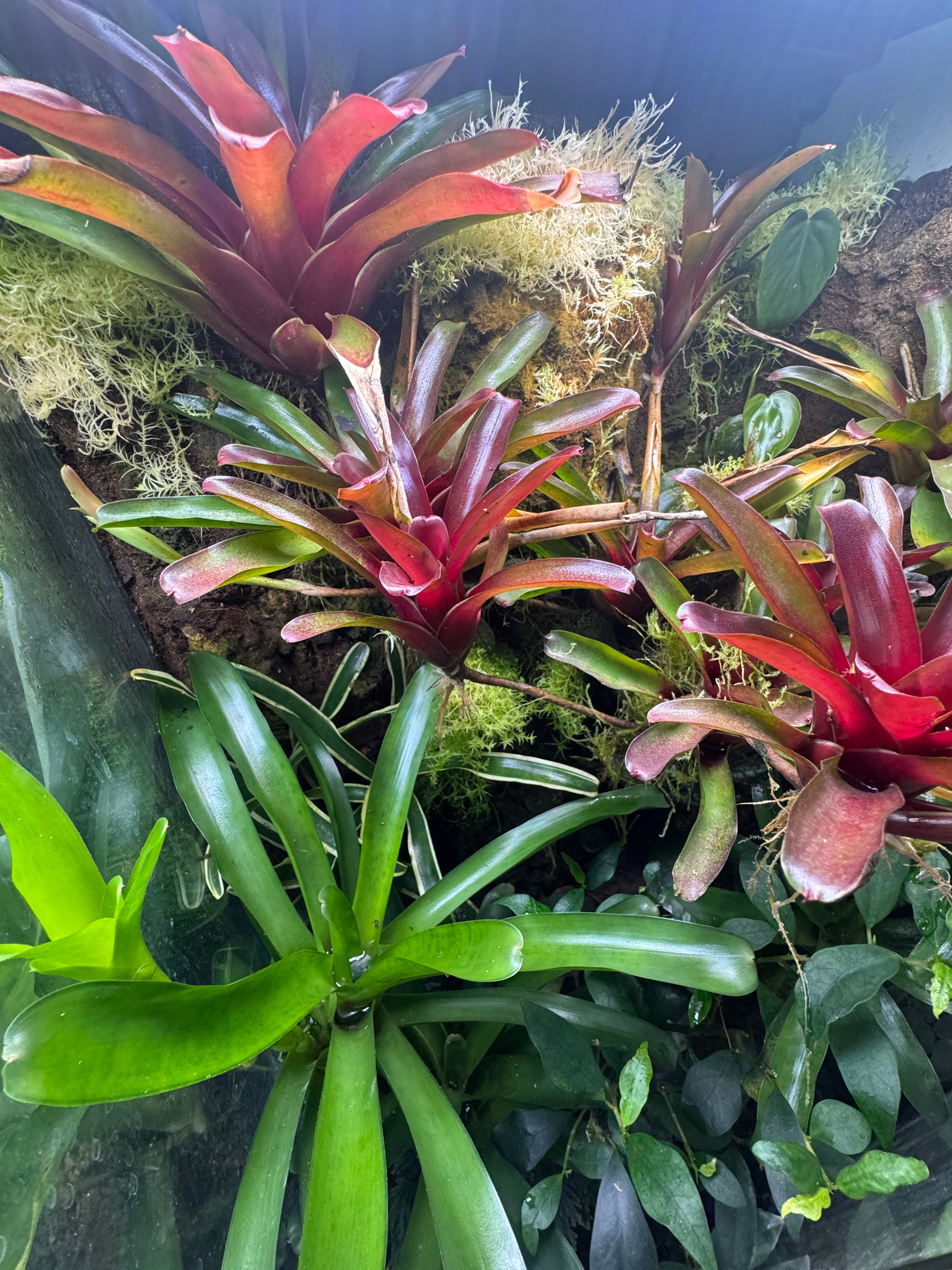 Bromeliad