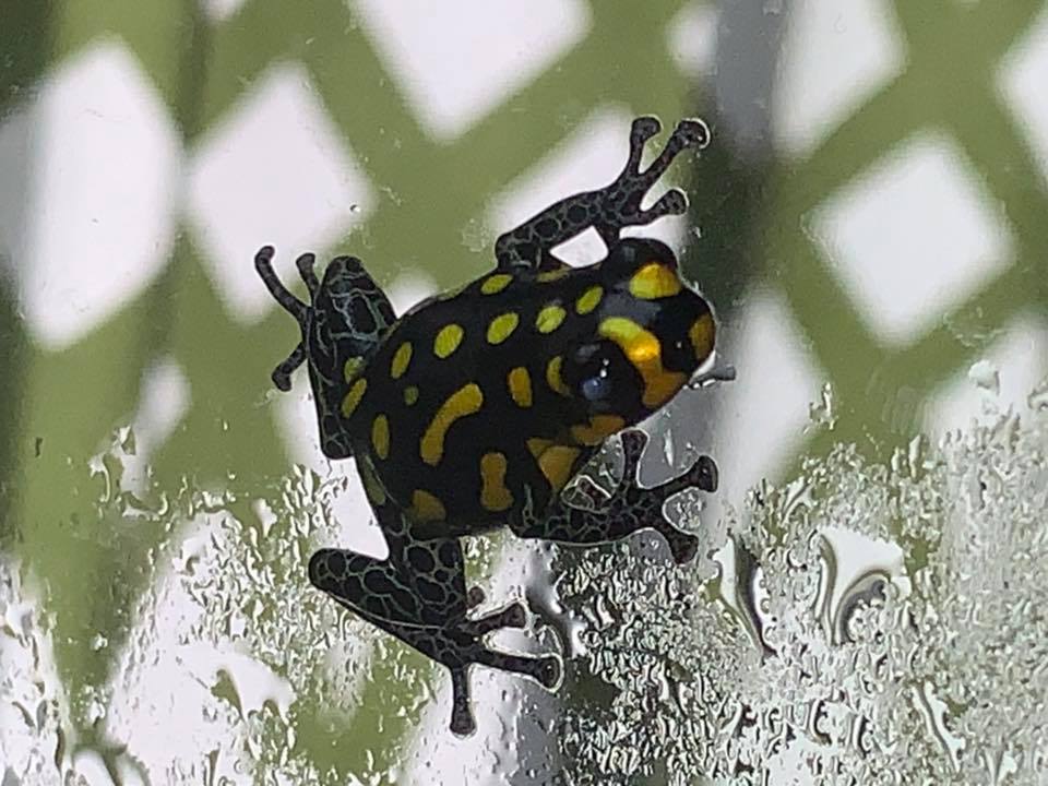 Ranitomeya vanzolini