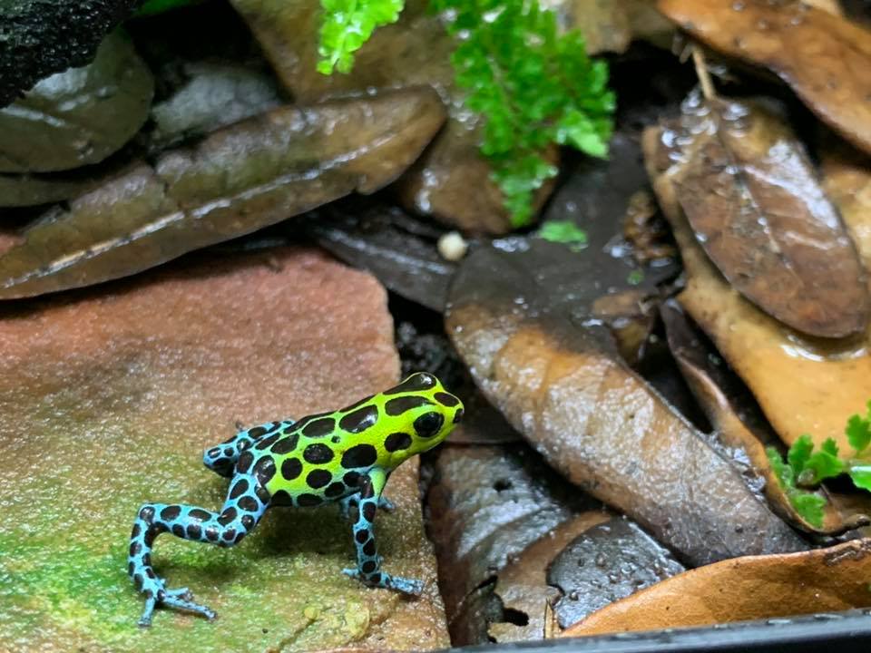 Ranitomeya variabilis 'Southern'