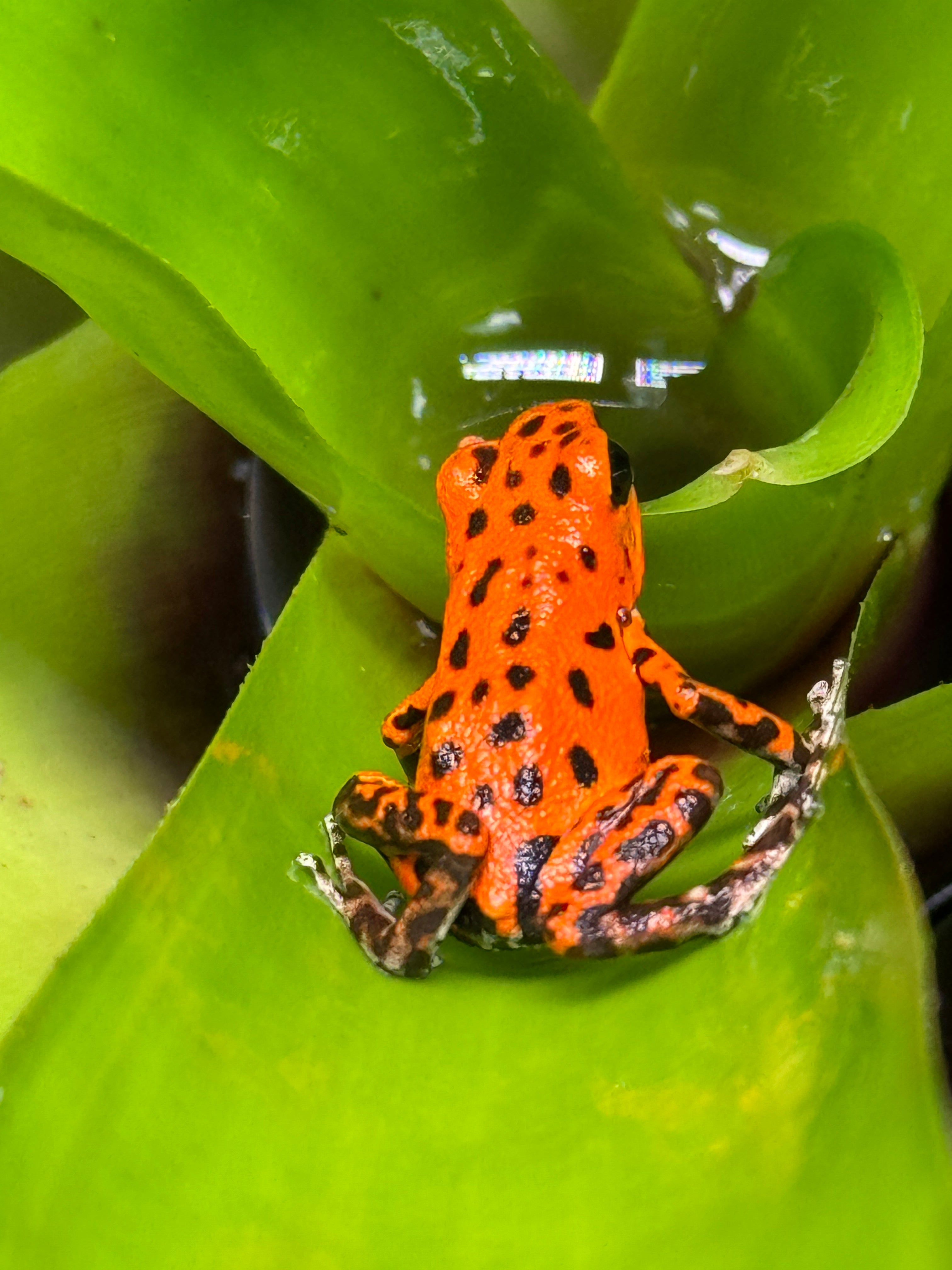Oophaga pumillo 'Red Frog Beach'