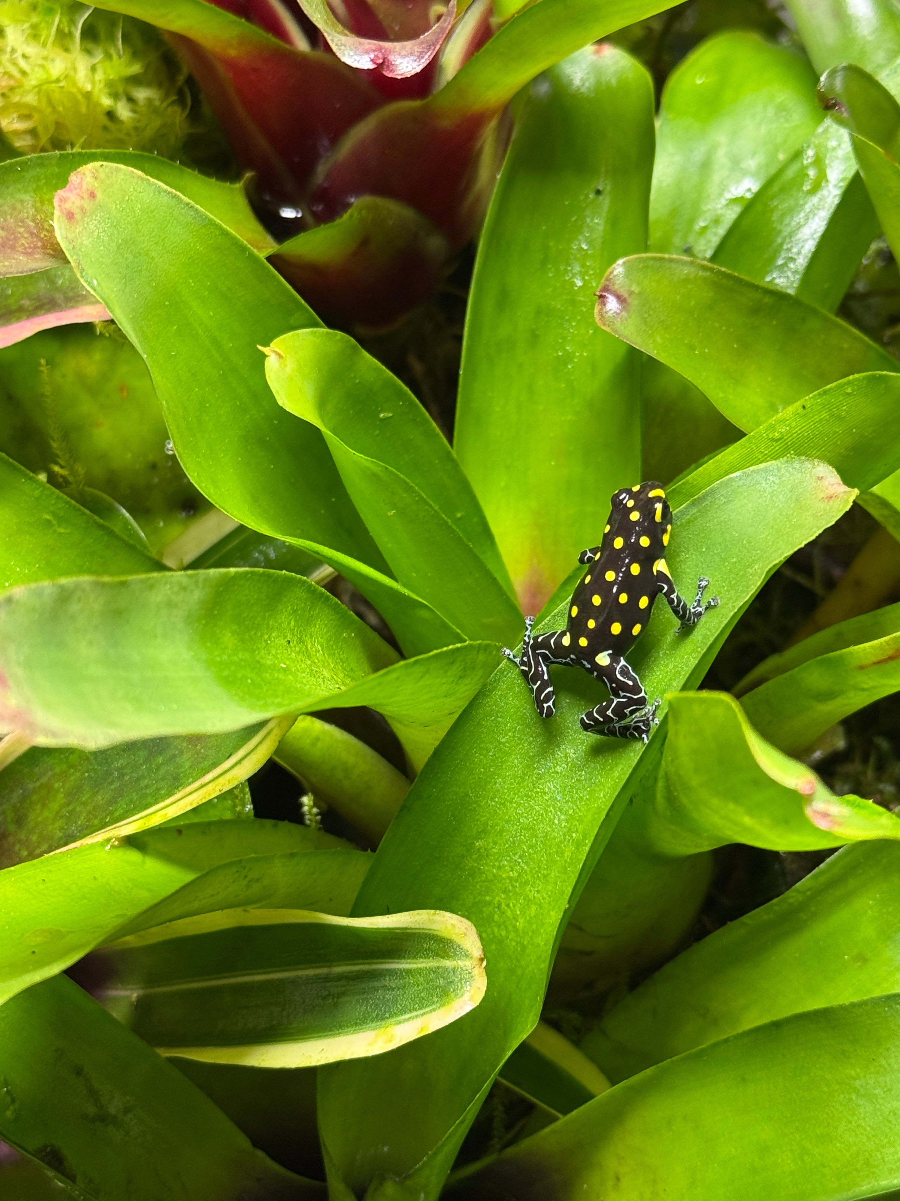 Ranitomeya vanzolini