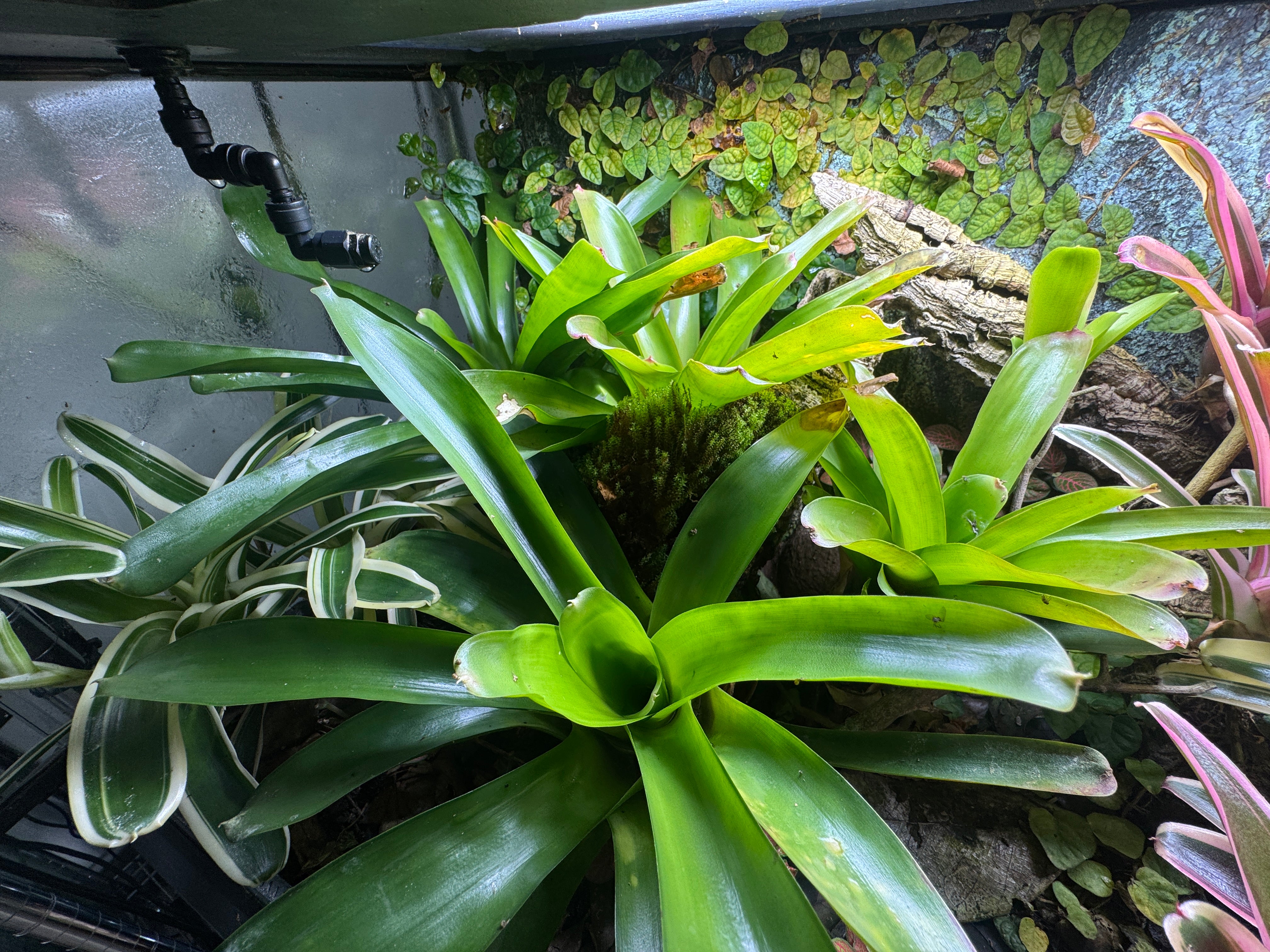 Bromeliad