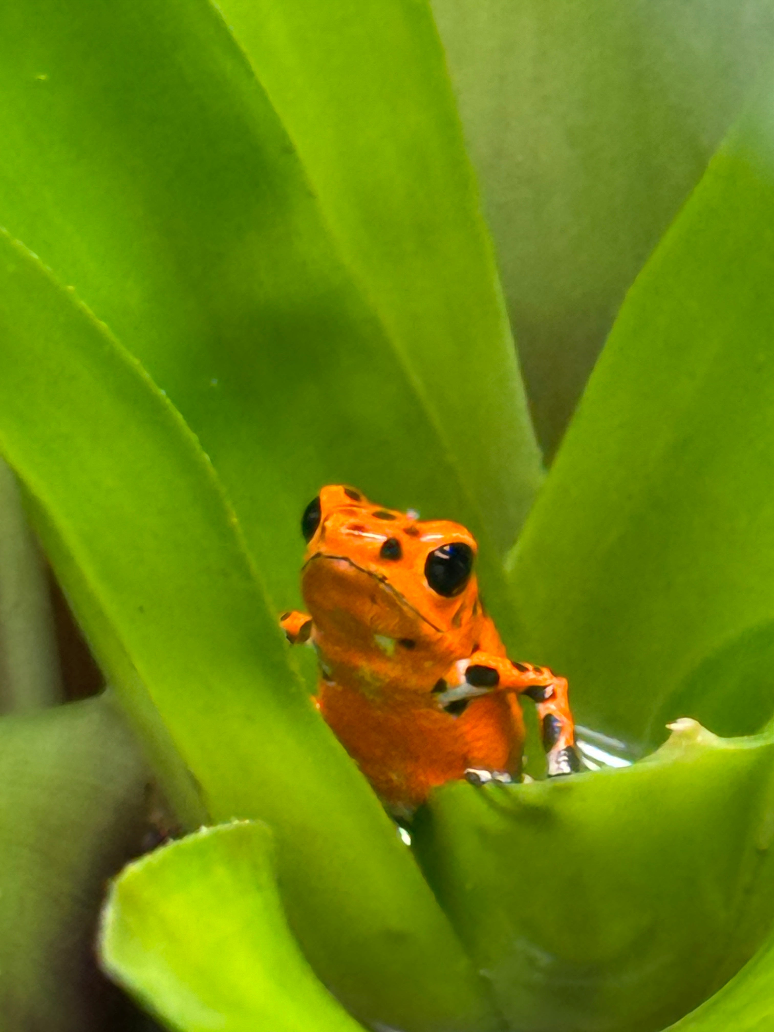 Oophaga pumillo 'Red Frog Beach'