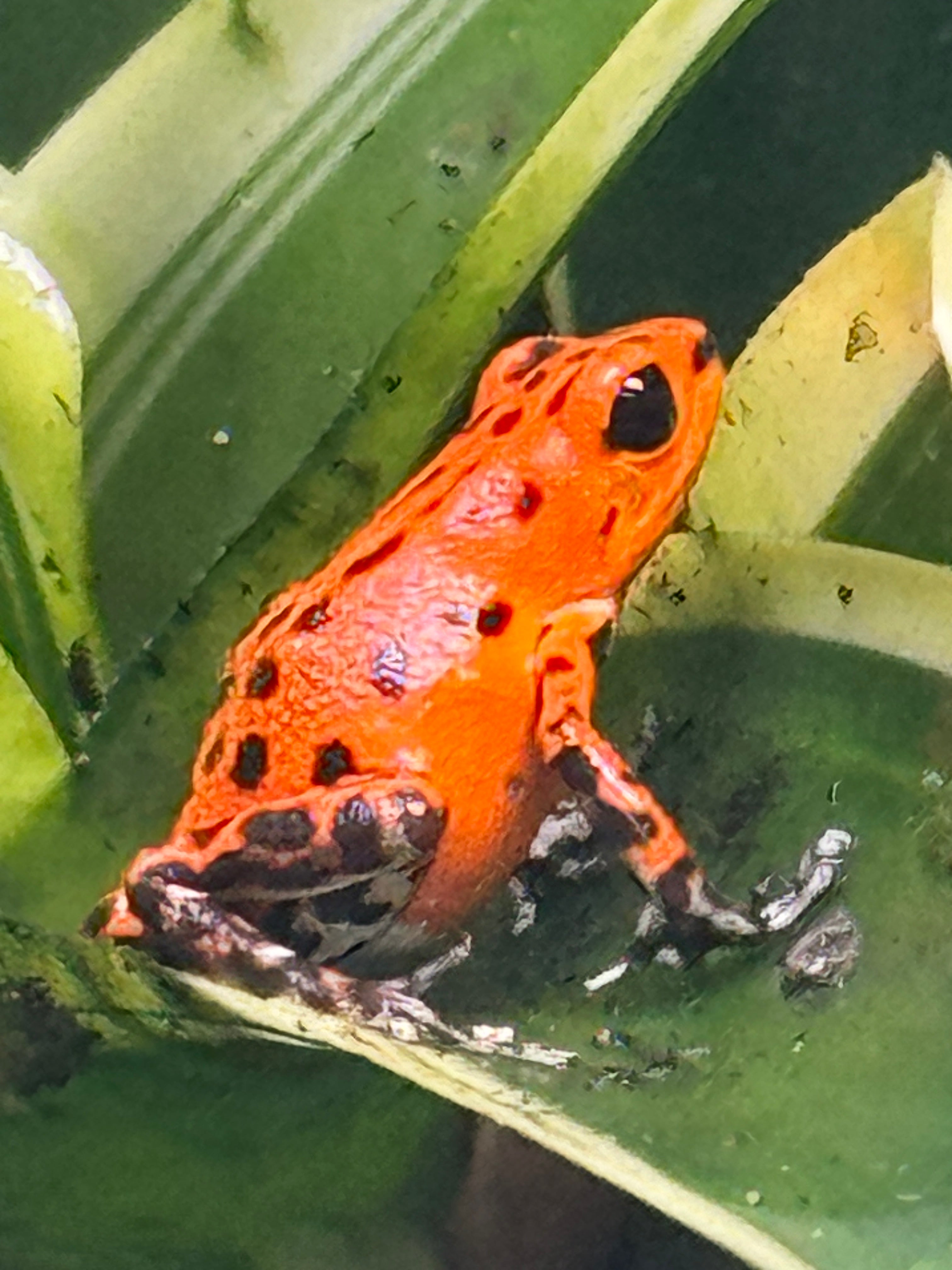 Oophaga pumillo 'Red Frog Beach'