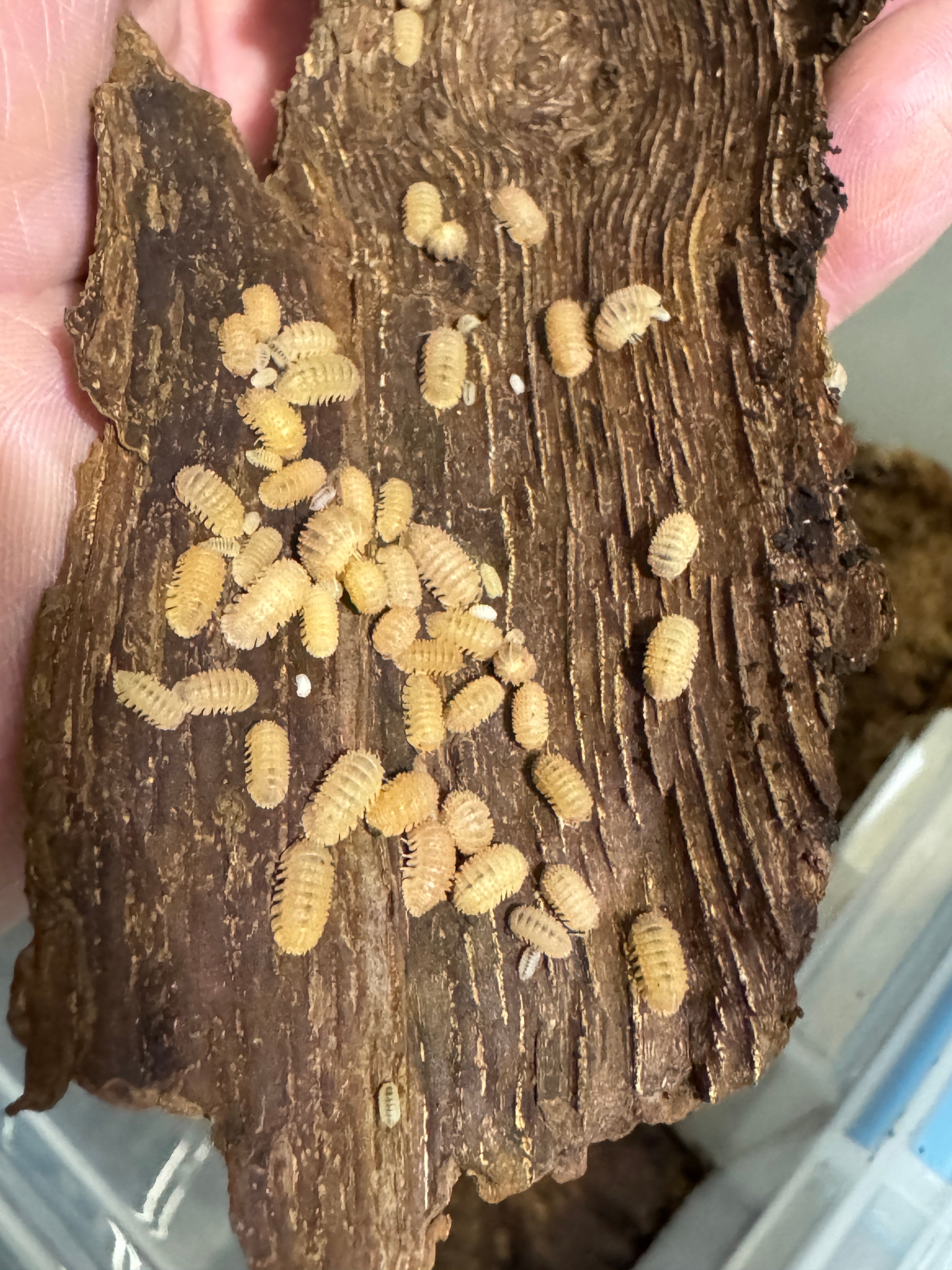 Pineapple Isopod