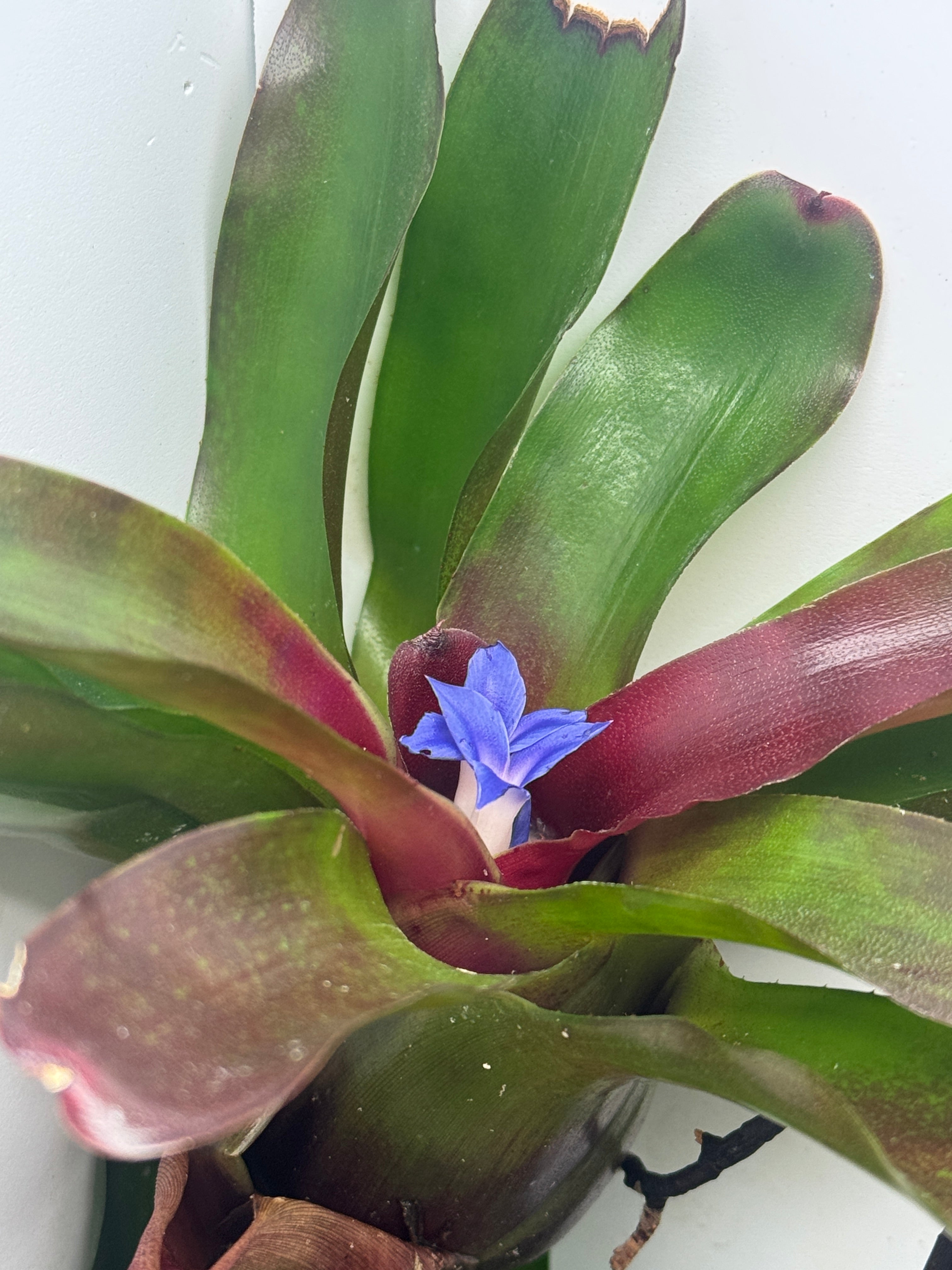 Bromeliad