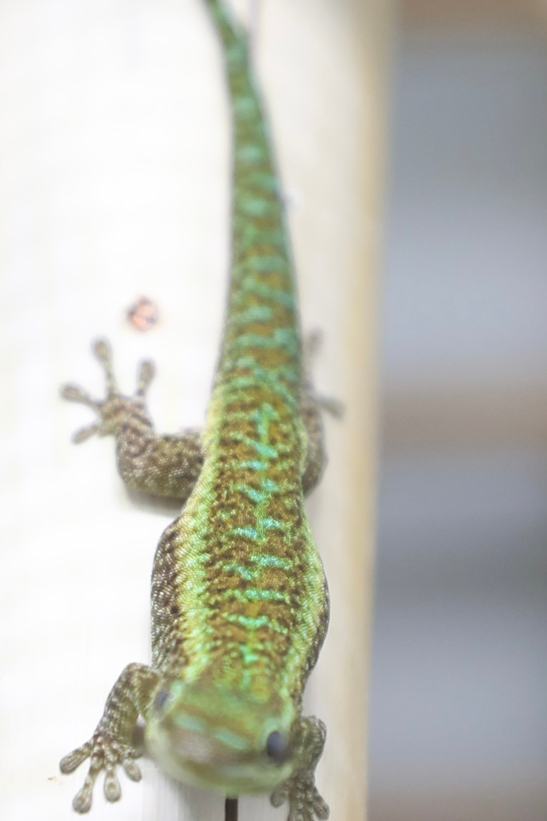 Reunion Island Day Gecko