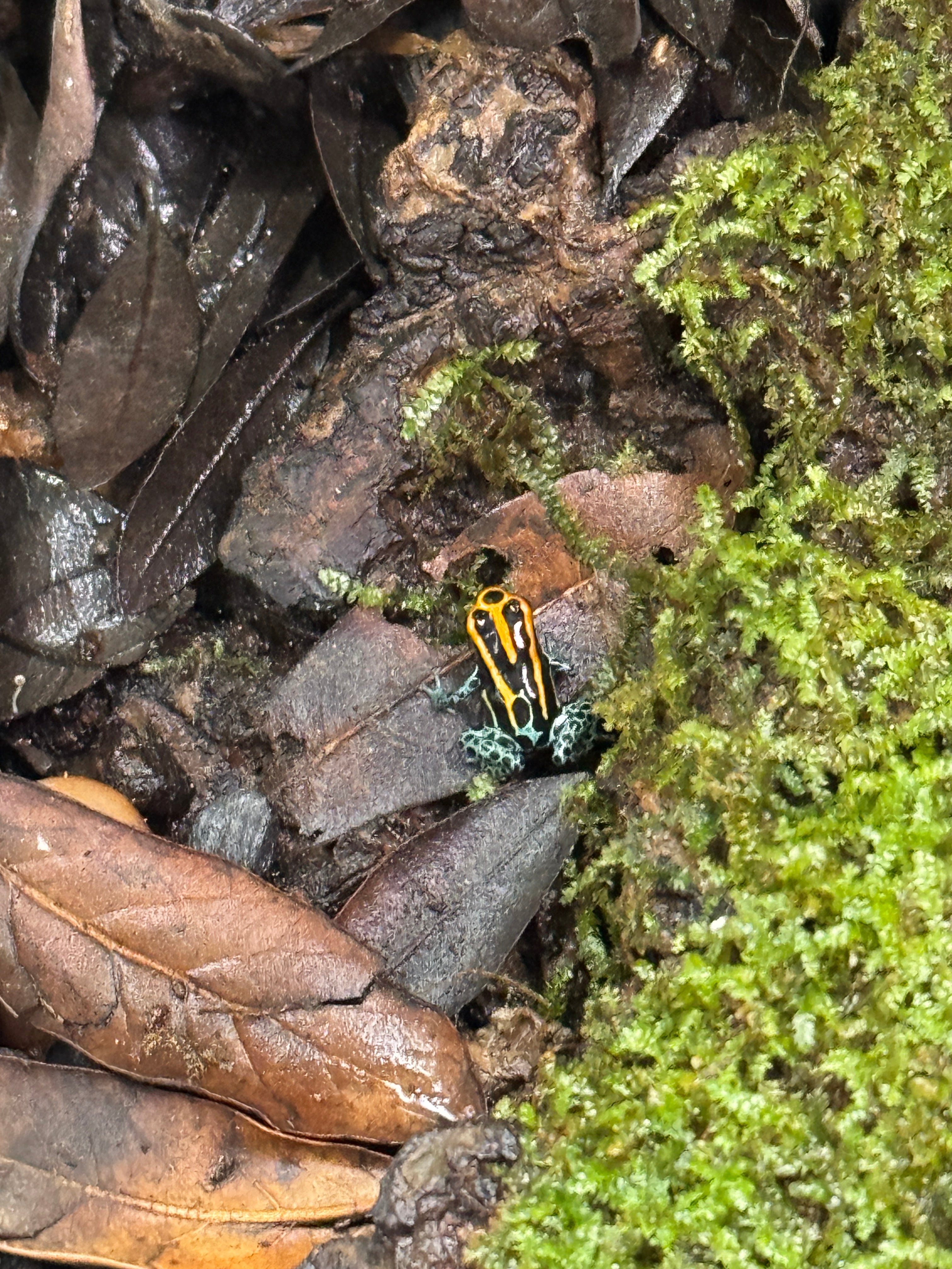 Ranitomeya amazonica 'Iquitos'