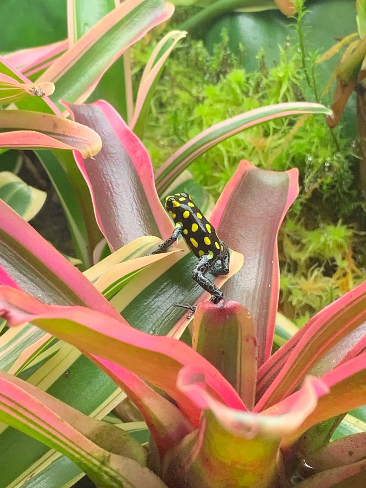Ranitomeya vanzolini