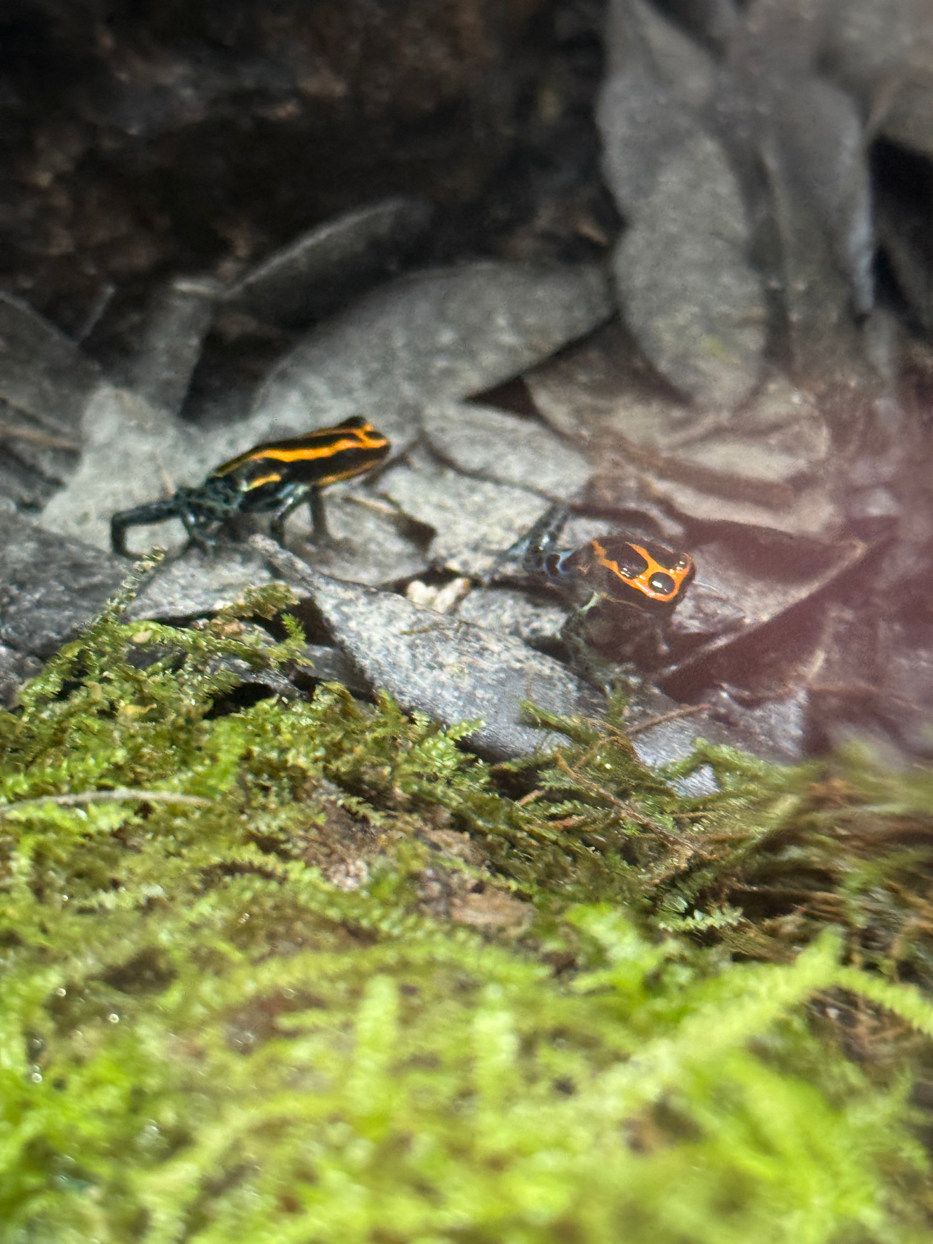 Ranitomeya amazonica 'Iquitos'