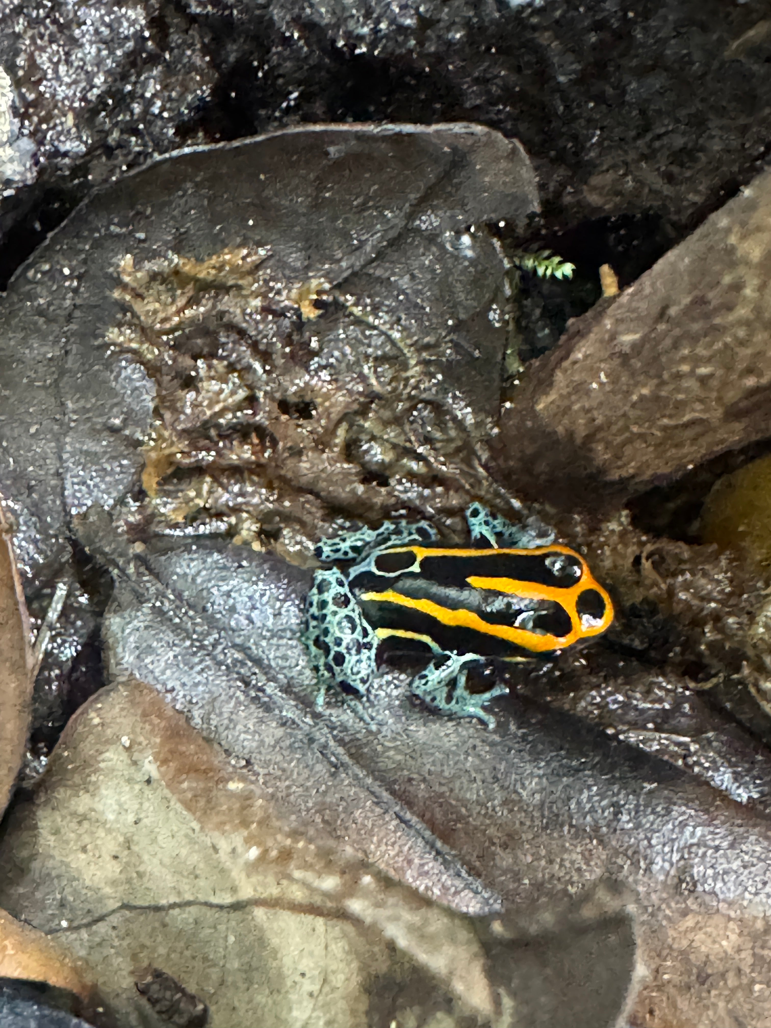 Ranitomeya amazonica 'Iquitos'