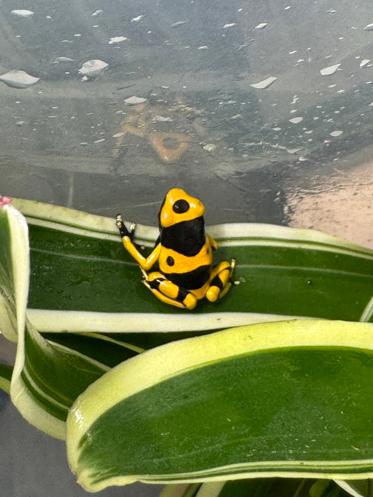 Bumblebee Dart Frog
