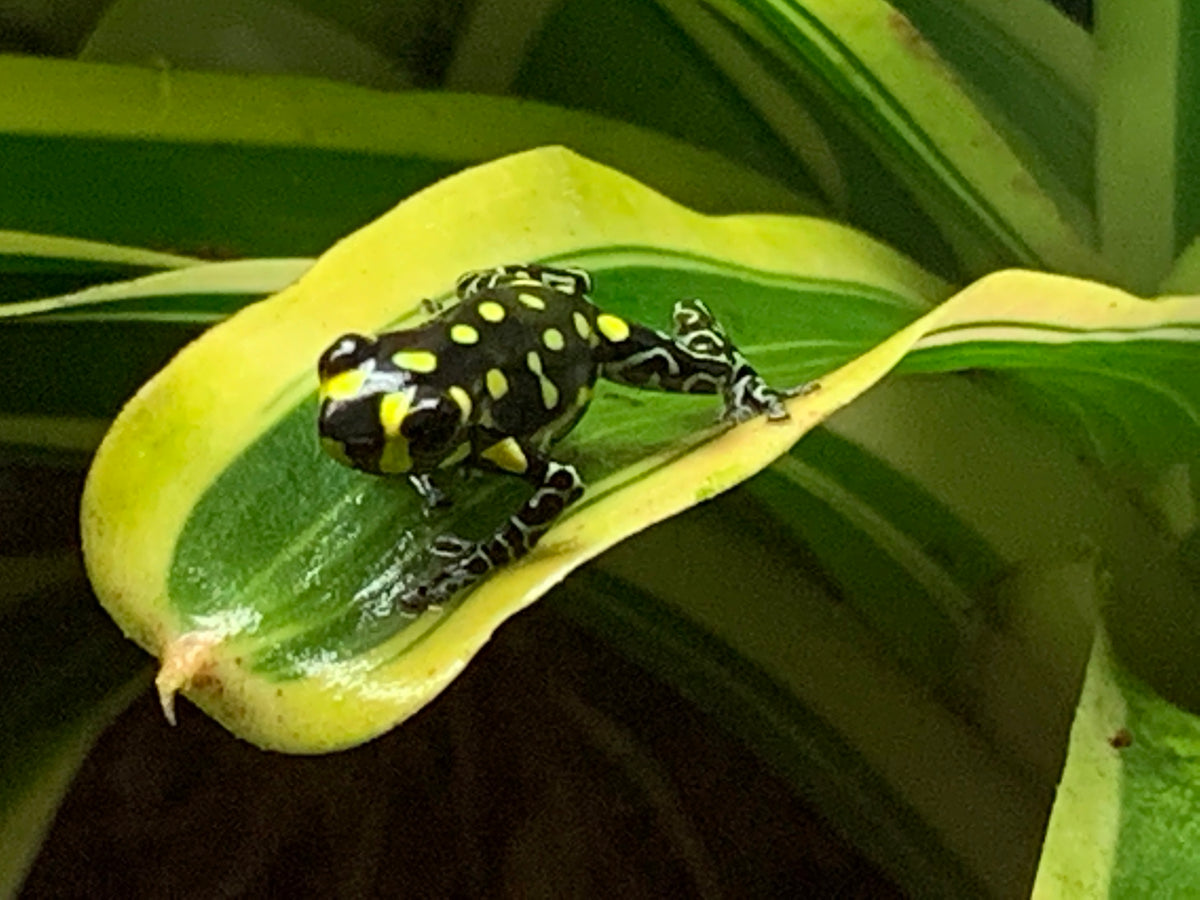 Ranitomeya vanzolini
