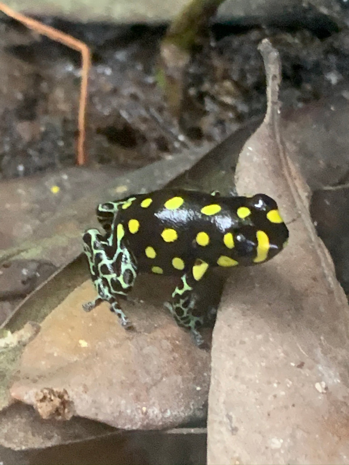 Ranitomeya vanzolini