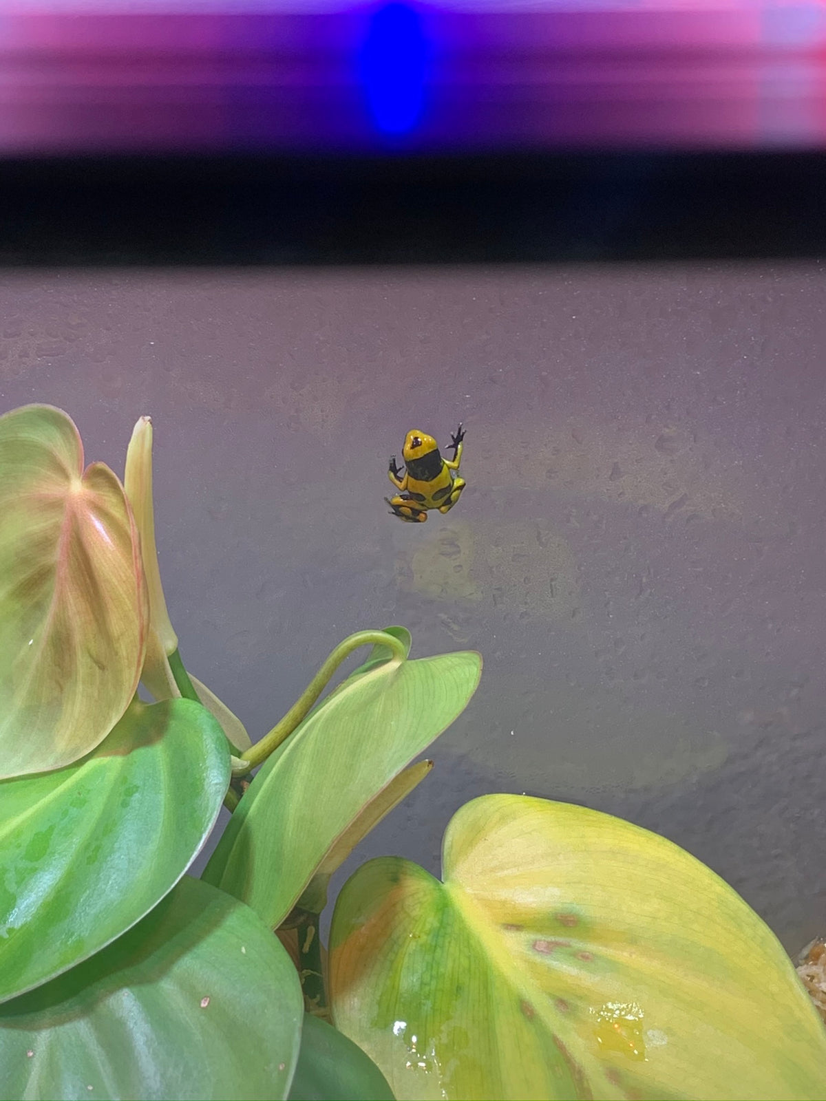 Bumblebee Dart Frog