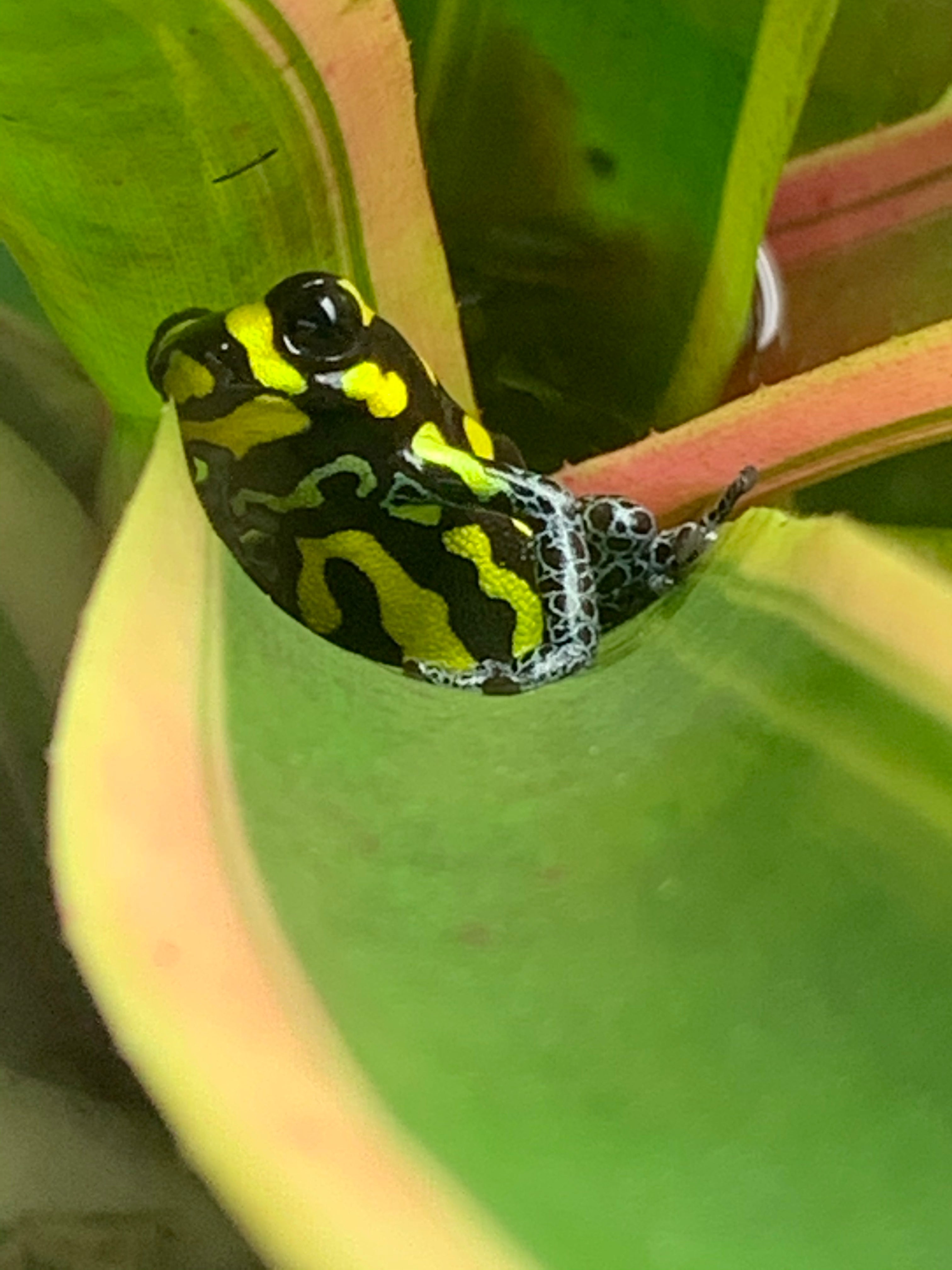 Ranitomeya vanzolini