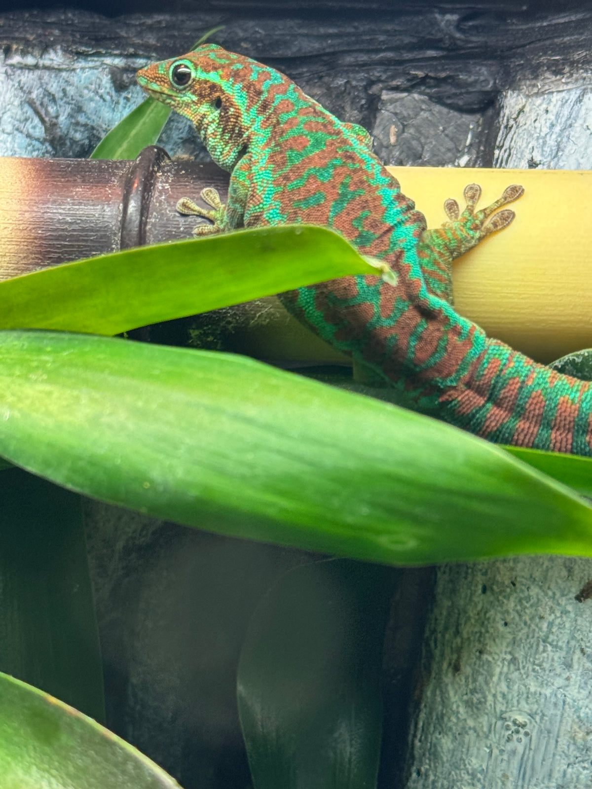 Reunion Island Day Gecko