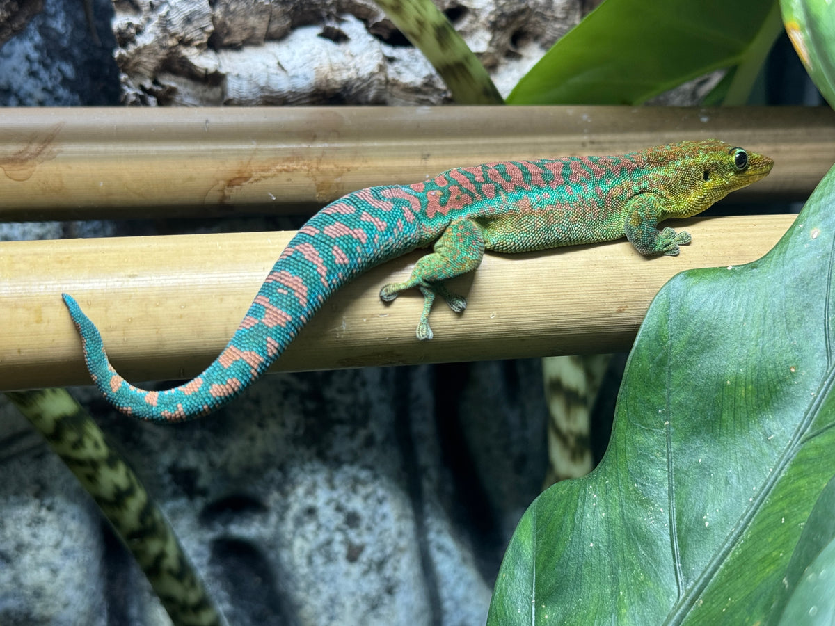 Reunion Island Day Gecko