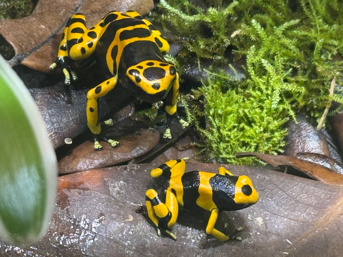 Bumblebee Dart Frog