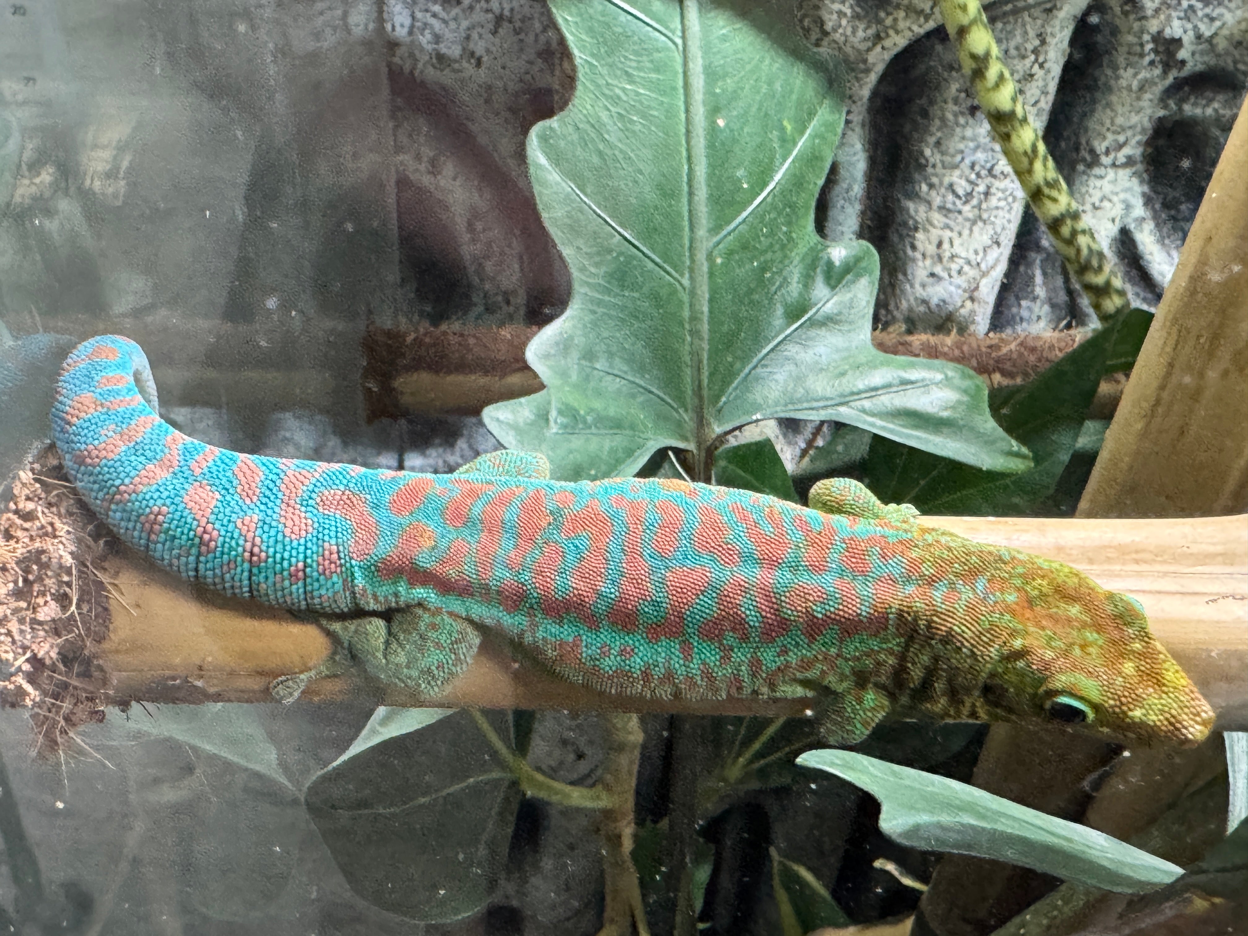 Reunion Island Day Gecko