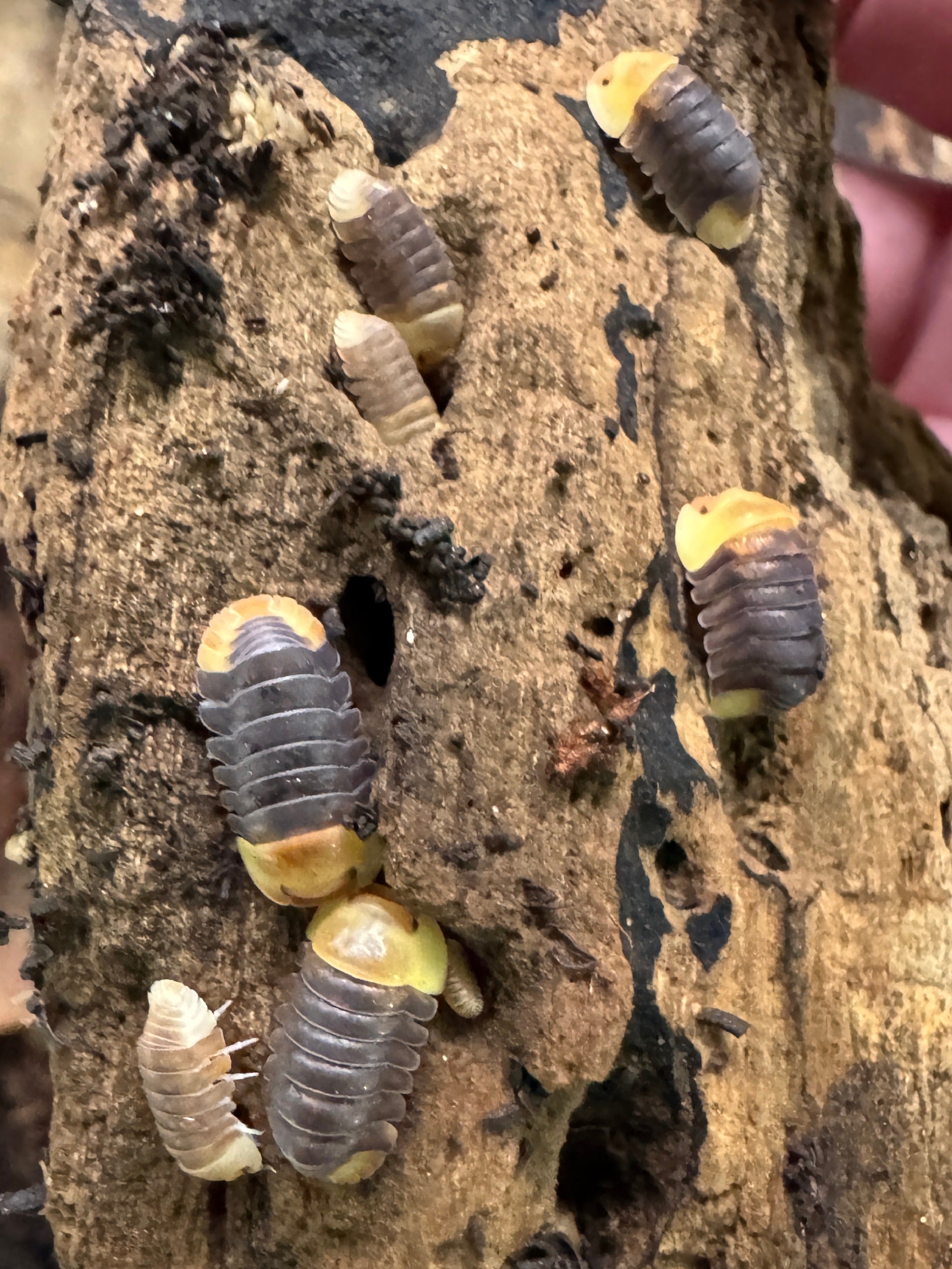 Invertebrates