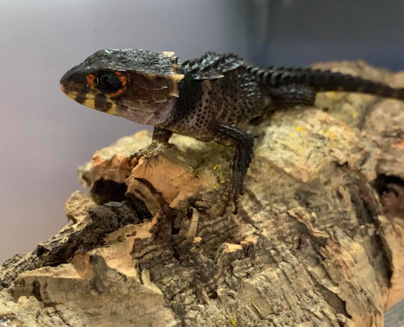 Red Eyed Crocodile skink