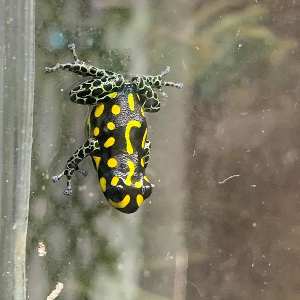 Ranitomeya vanzolini